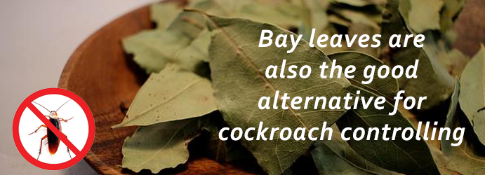 Bay Leaves For Cockroaches Controlling in Brisbane