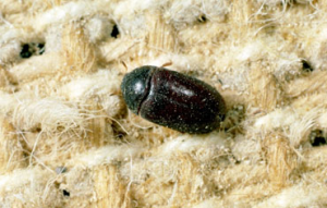 Get Rid of Carpet Beetle