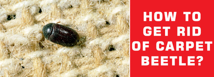 How to Get Rid of Carpet Beetle?