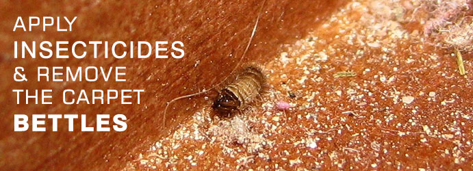 Remove Carpet Bettles Using Insecticides