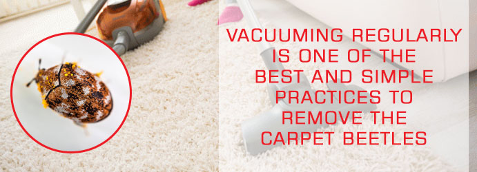 Vacuum Carpets Treatment and Remove Bettles in Brisbane