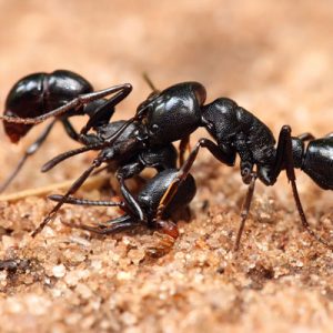 Ant Pest Control Brisbane