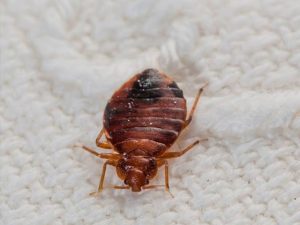 Bed Bugs Pest Control