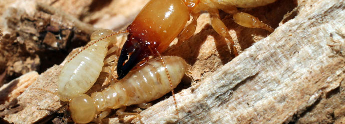 Termites Pest Control Brisbane
