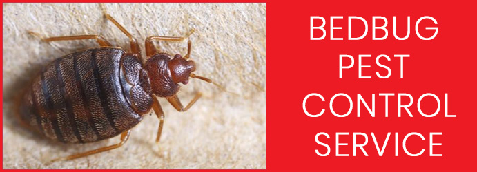 Bedbug Pest Control Service