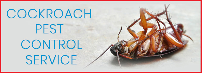 Cockroach Pest Control Service 