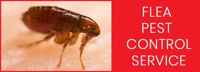Flea Pest Control Service