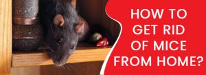 Get Rid of Mice From Home