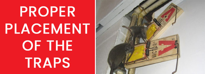 Proper Placement of the Mice Traps