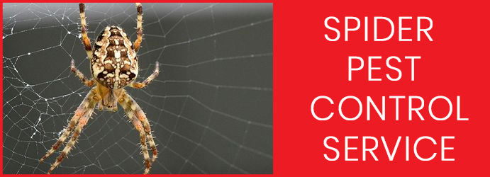 Spider Pest Control Service