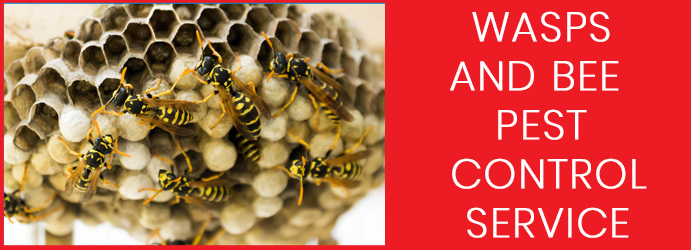 Wasps and Bee Pest Control Service 