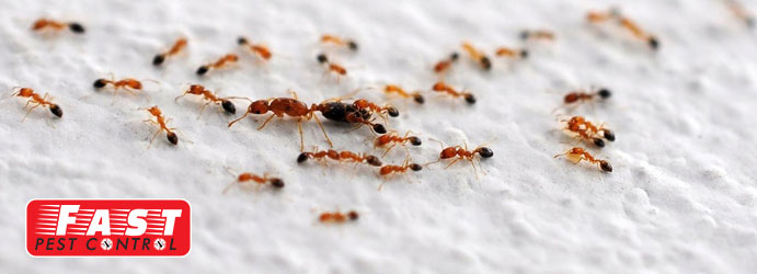 Ant Control Rossmore