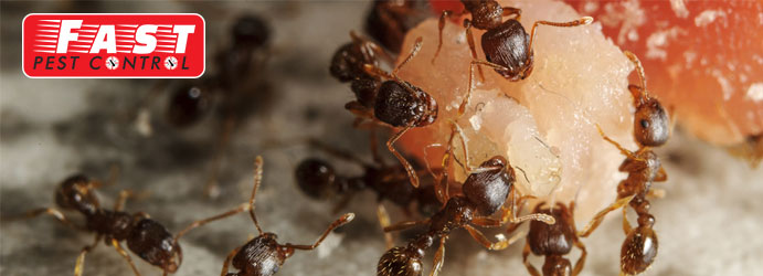 Ants Control Service Littlehampton