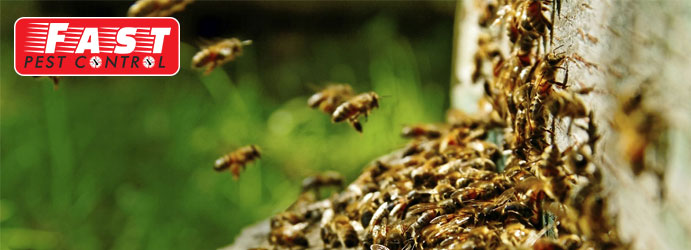Bees Control Service Rivett