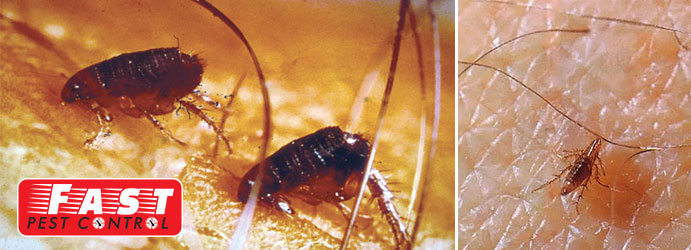 Flea Pest Control The Spectacles