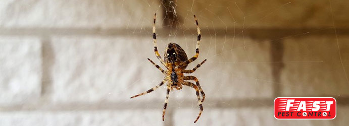 Spider Pest Control Fadden