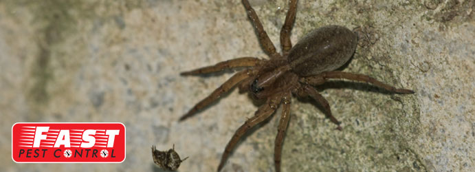 Spider Pest Control Hilbert