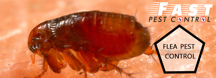 Flea Pest Control 