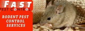 Rodent Control Service Tips