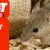 Things you Should Consider While Choosing a Rodent Control Service
