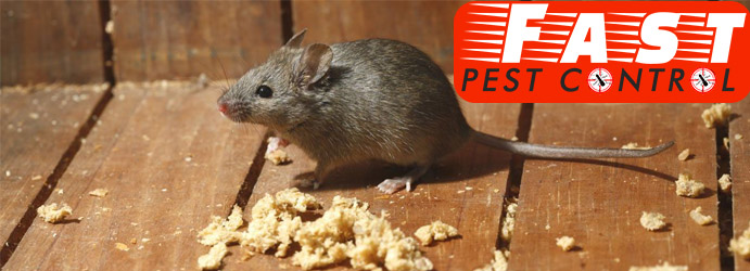 Things you Should Consider While Choosing A Rodent Control Service