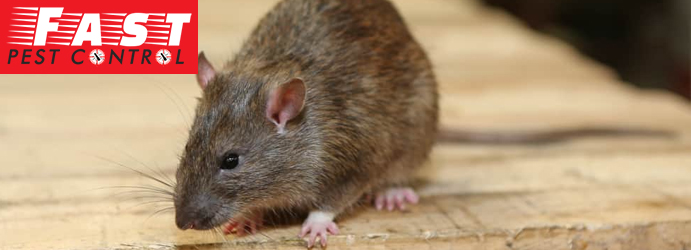 Rodents Control Toowoomba