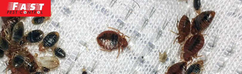 Bed Bugs Treatment