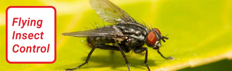 Flying Insect Control Crestmead