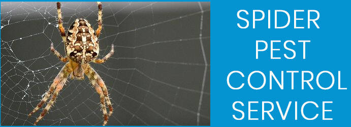Spider Control Service Sunnybank