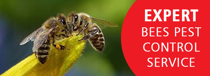 Expert Bee Pest Control