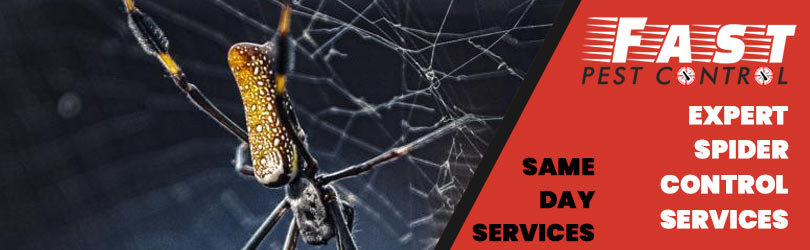 Expert Spider Control Services