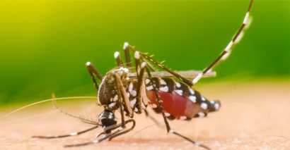 Mosquito Control Bendigo