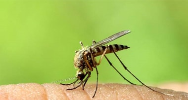 Mosquitoes And Flies Control Services