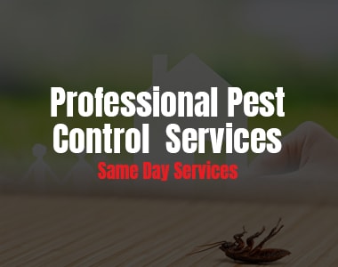 Same Day Pest Control Service