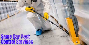 Same Day Pest Control Services