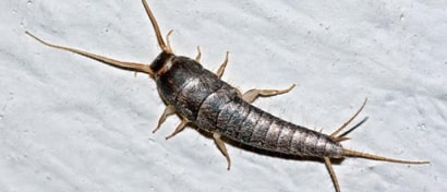 Silverfish-Control-Services