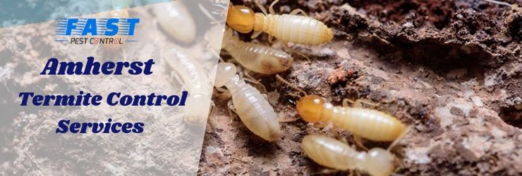 Termite Control Amherst