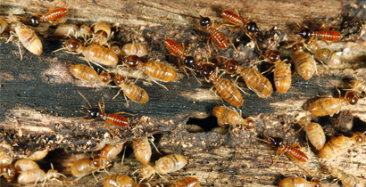 Termite Treatment Bendigo