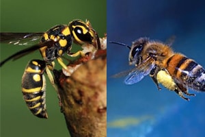 Bee And Wasp Control Services
