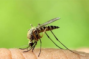 Flies And Mosquitoes Control