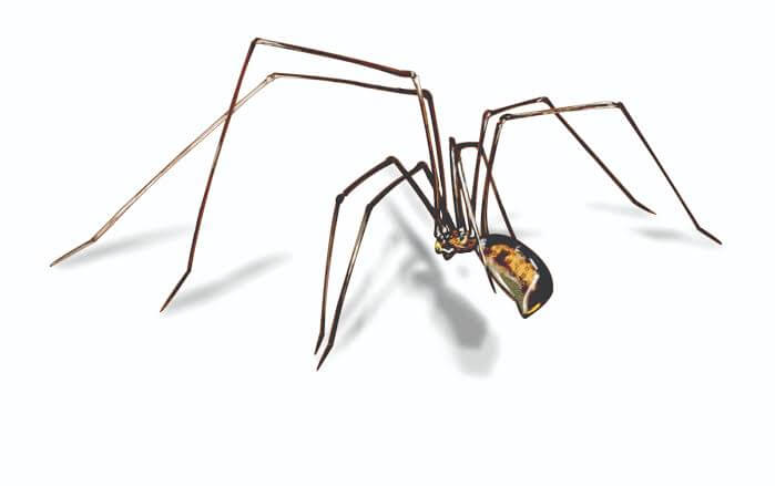 Long Bodied Cellar Spider