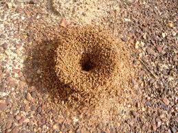 signs of ant infestation