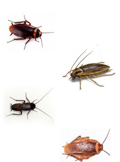 Cockroach Type