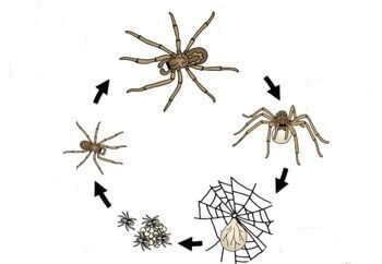 life cycle of spider