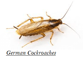 German Cockroaches