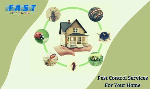 domestic pest control service