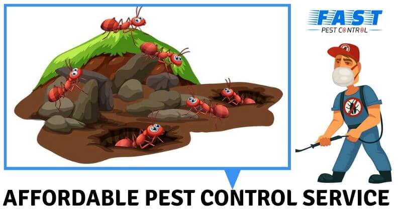 Affordable pest controls service
