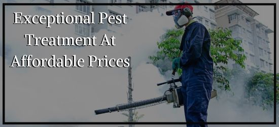 Cost Effective And Excellent Pest Treatment