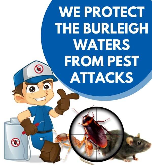 Pest Control Burleigh Waters