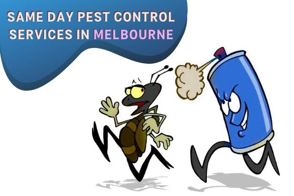 same day pest control
